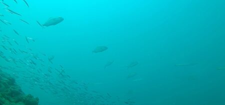 Drift FUN Dive