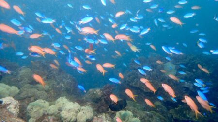 Miyazaki FUN Dive！