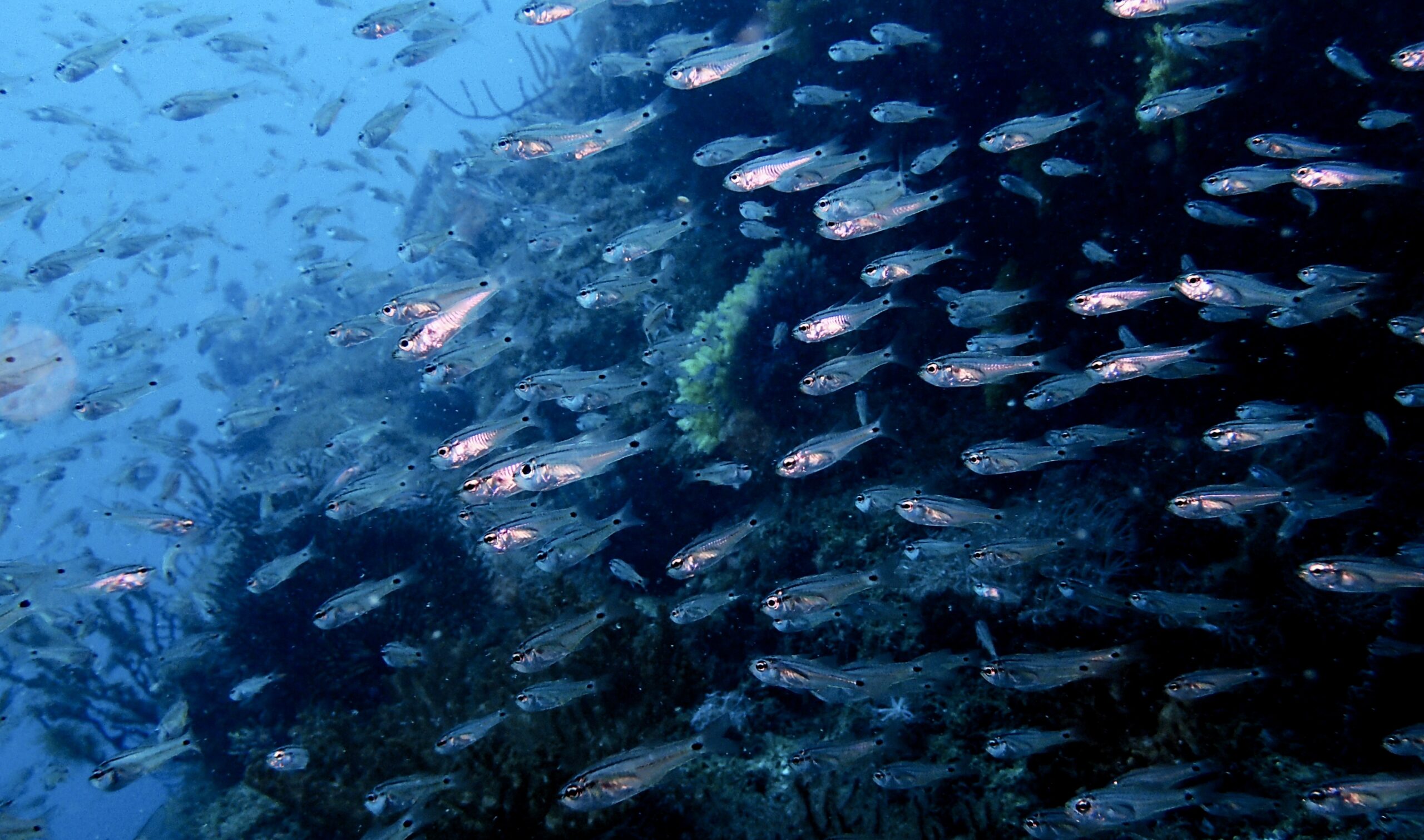 Slide Image