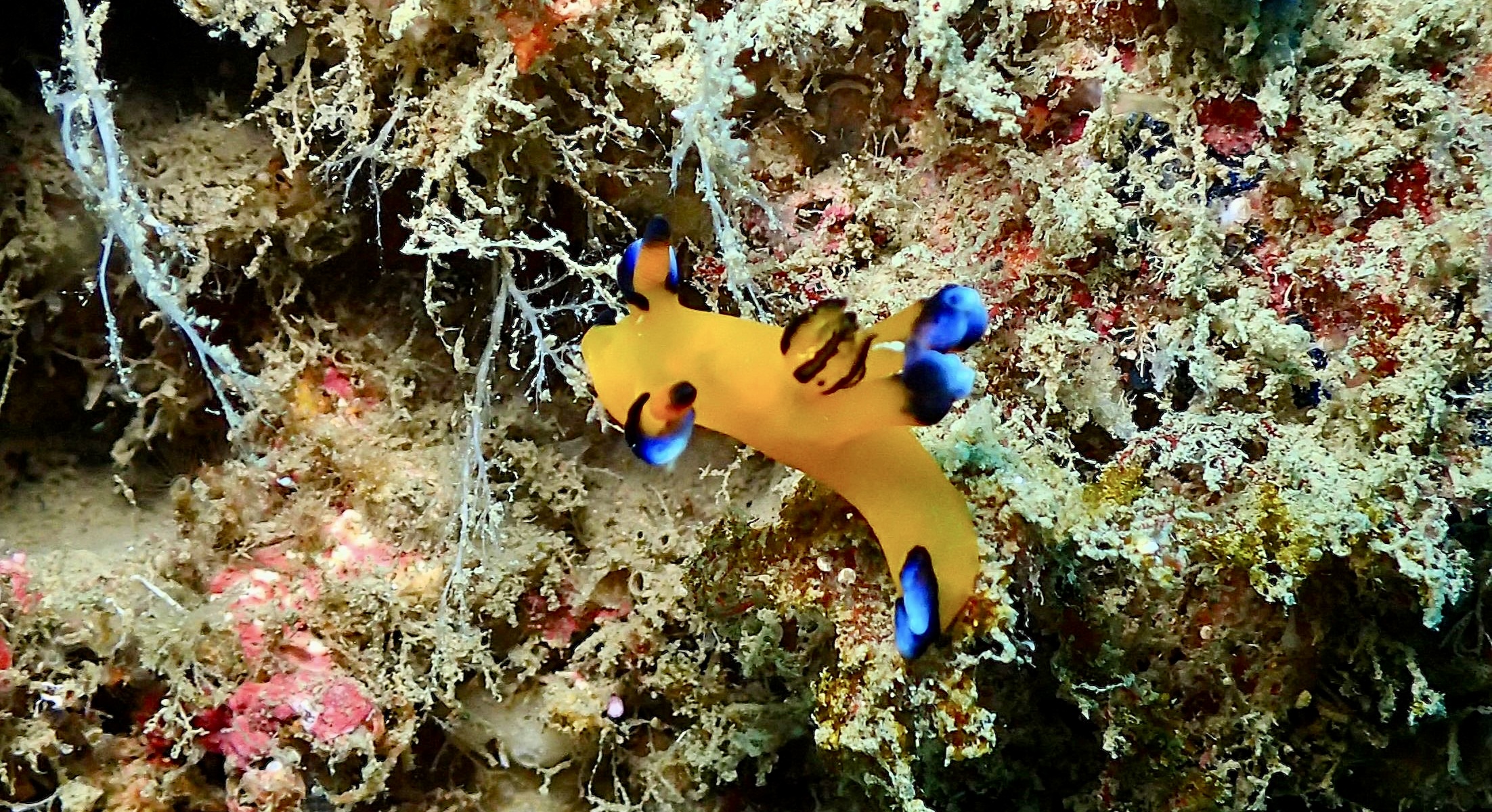 Slide Image