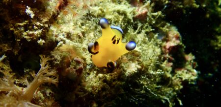 宮崎ダイビング.2026 kanaloa初潜り！