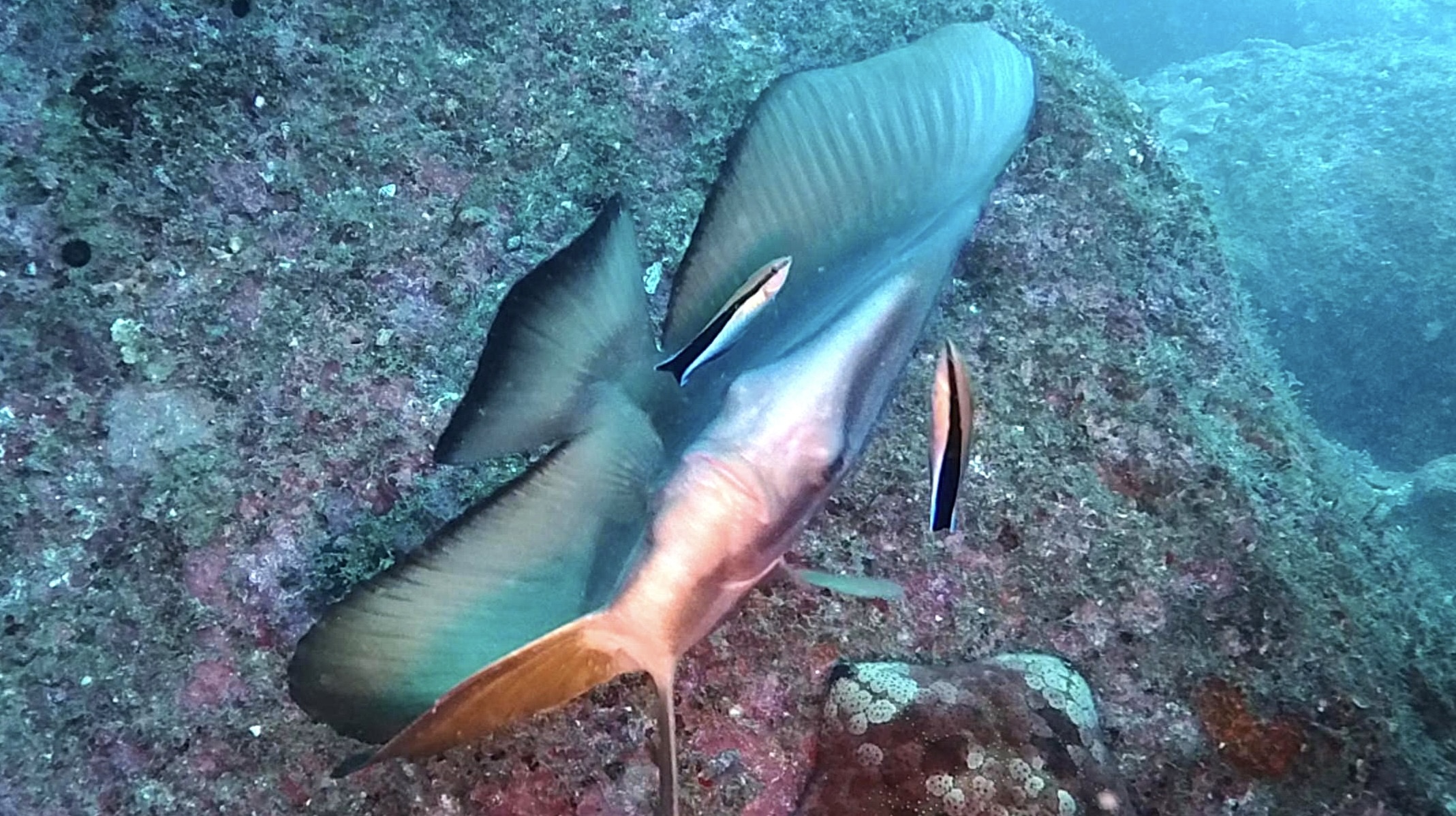 Slide Image