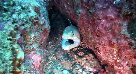 Miyazaki Diving